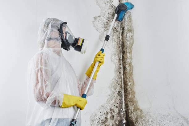 Best Best Mold Removal Companies  in Four Corners, MD