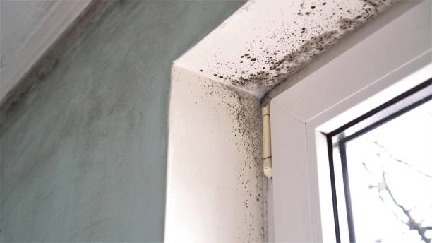 Best Mold Remediation  in Four Corners, MD