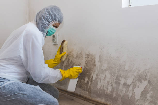 Best Black Mold Removal  in Four Corners, MD