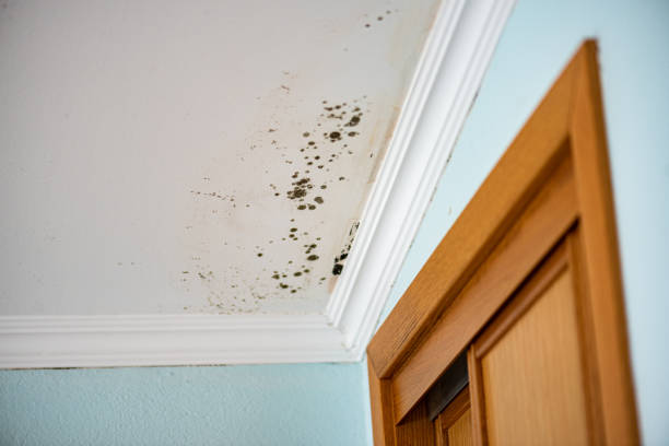 Best Mold Removal Process  in Four Corners, MD