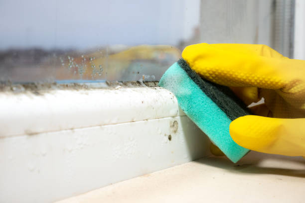 Best Local Mold Removal Service  in Four Corners, MD