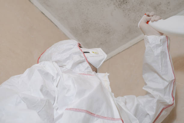 Best Attic Mold Removal  in Four Corners, MD