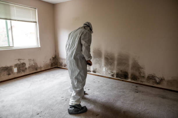 Best Mold Remediation  in Four Corners, MD