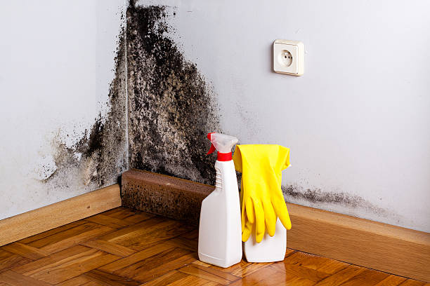 Best Mold Cleaning Services  in Four Corners, MD