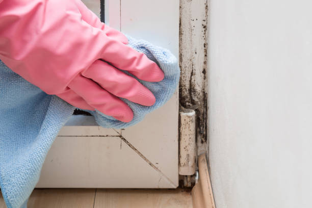 Best Mold Damage Repair  in Four Corners, MD