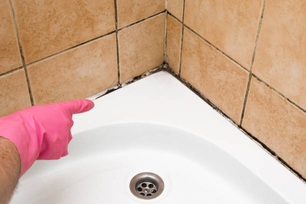 Best Professional Mold Removal  in Four Corners, MD